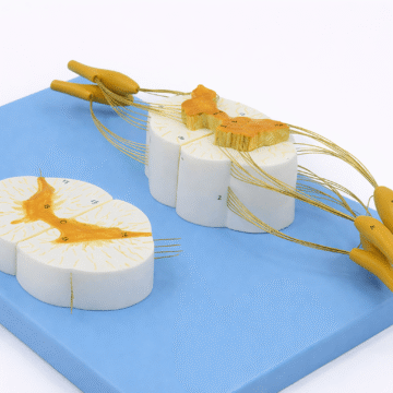 Spinal Cord and Spinal Nerve Model, 2 Parts