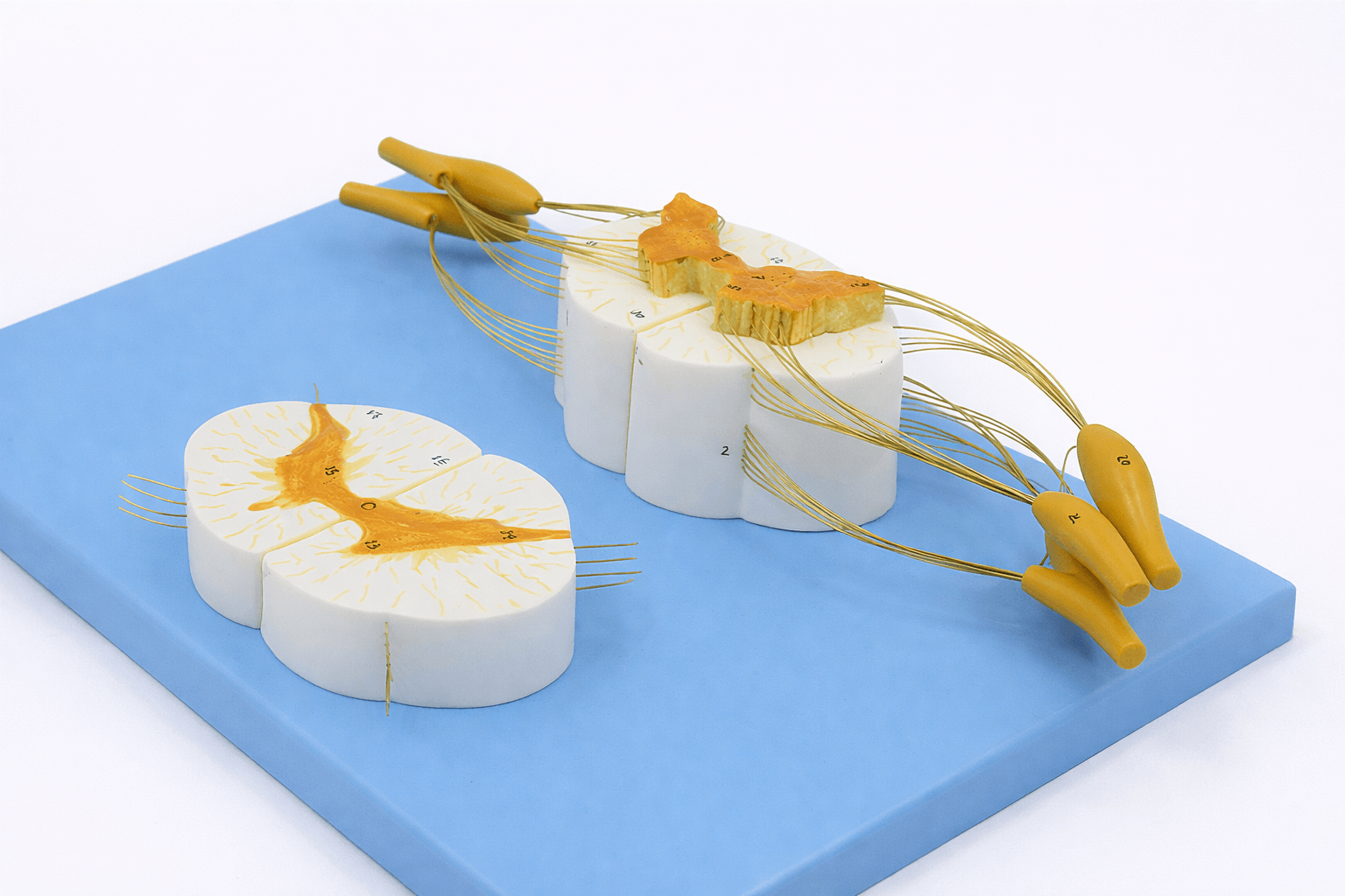 DS-50621 - Spinal Cord and Spinal Nerve Model, 2 Parts Spinal Cord and Spinal Nerve Model, 2 Parts