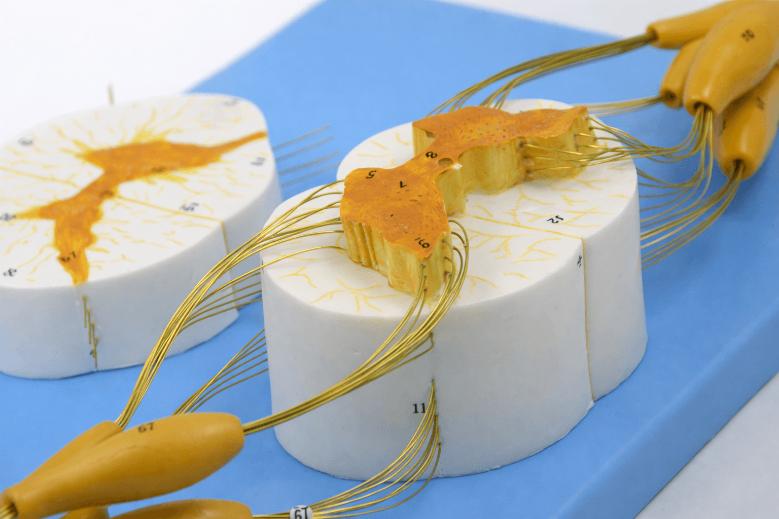 DS-50621 - Spinal Cord and Spinal Nerve Model, 2 Parts Spinal Cord and Spinal Nerve Model, 2 Parts