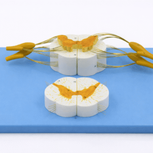 Spinal Cord and Spinal Nerve Model, 2 Parts