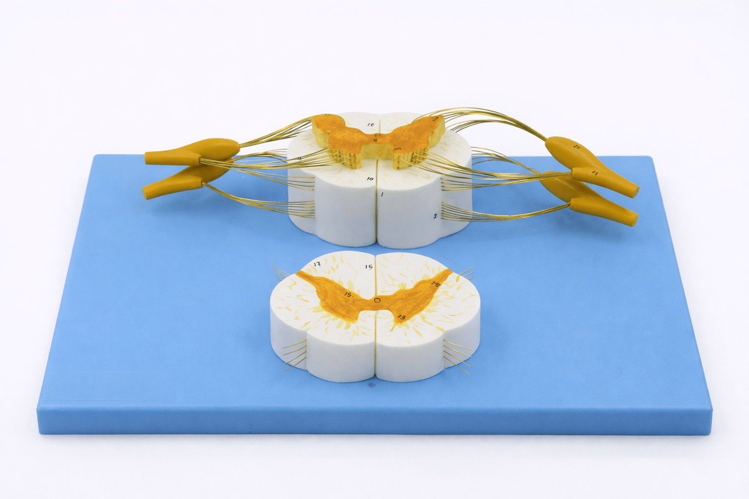 DS-50621 - Spinal Cord and Spinal Nerve Model, 2 Parts Spinal Cord and Spinal Nerve Model, 2 Parts