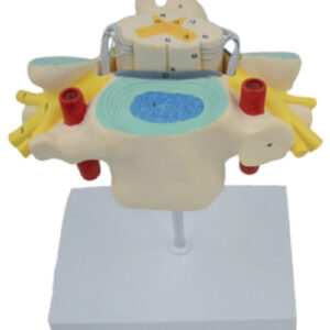 Cervical Vertebrae Model with Spinal Cord Model(2x Enlarged), 1 Part