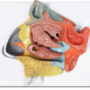 Nasal cavity model (2x Enlarged), 3 Parts