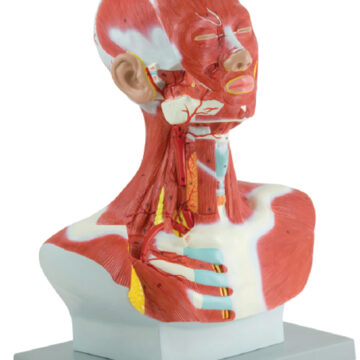 Human Head and Neck Model