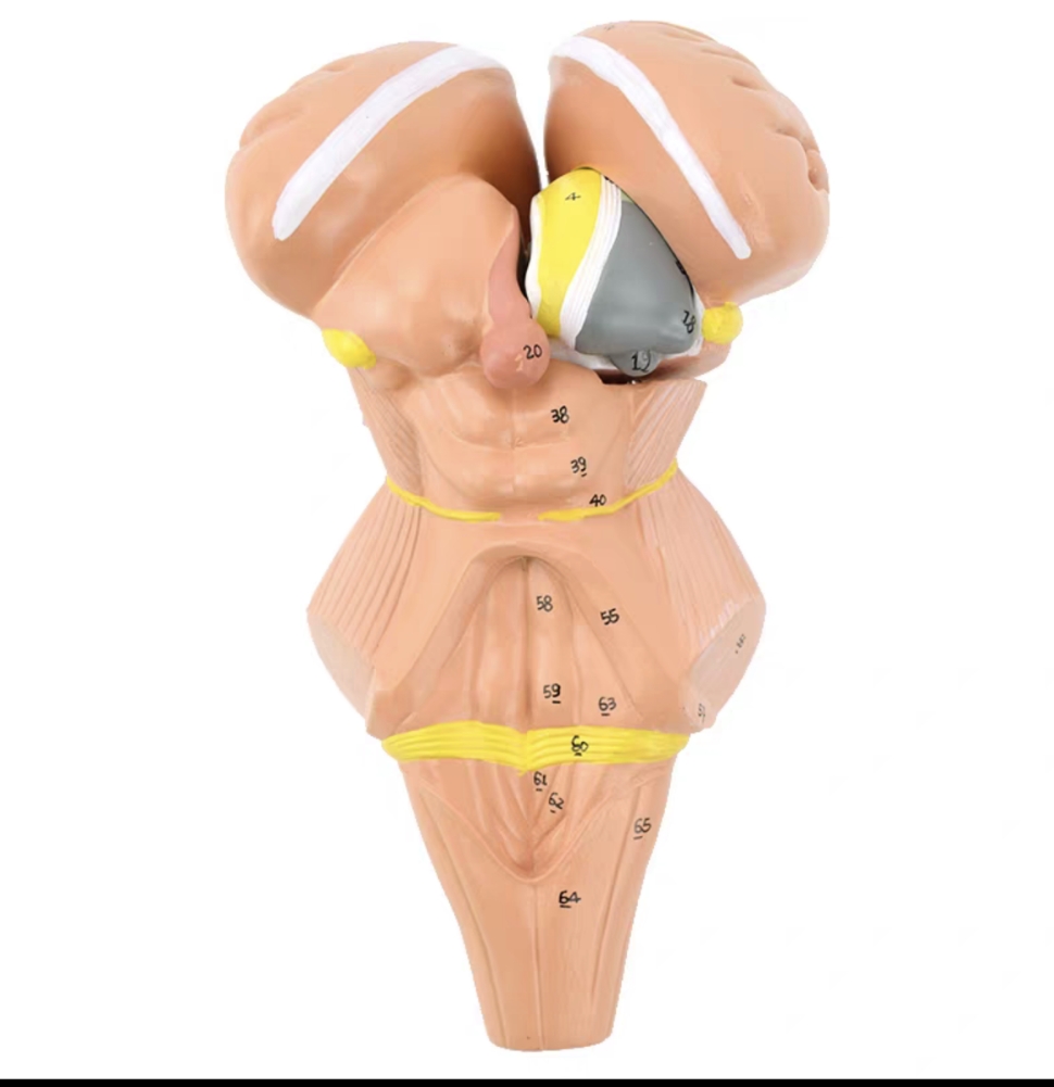DS-50629 - Brainstem and Diencephalon Nuclei Model, 4 Parts Brainstem and Diencephalon Nuclei Model, 4 Parts