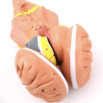 Brainstem and Diencephalon Nuclei Model, 4 Parts