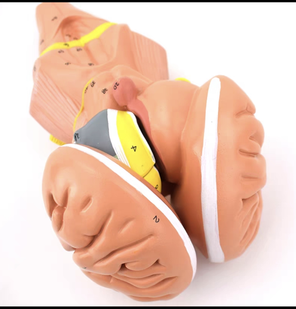 DS-50629 - Brainstem and Diencephalon Nuclei Model, 4 Parts Brainstem and Diencephalon Nuclei Model, 4 Parts