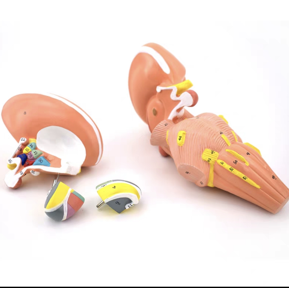 DS-50629 - Brainstem and Diencephalon Nuclei Model, 4 Parts Brainstem and Diencephalon Nuclei Model, 4 Parts