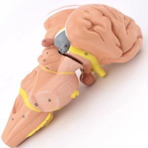 Brainstem and Diencephalon Nuclei Model, 4 Parts