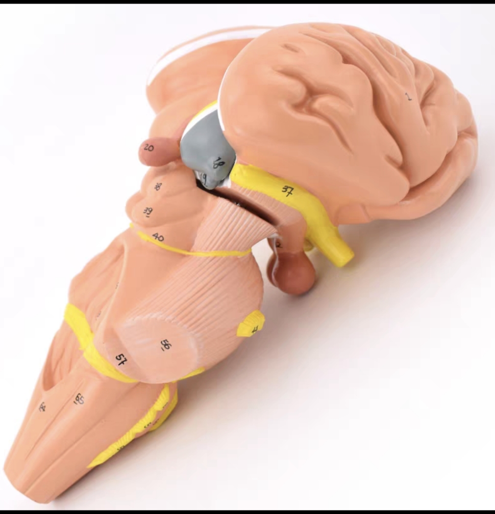 DS-50629 - Brainstem and Diencephalon Nuclei Model, 4 Parts Brainstem and Diencephalon Nuclei Model, 4 Parts