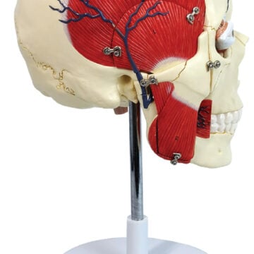 Half Skull with Masticatory Muscle and Brain, 5 Parts