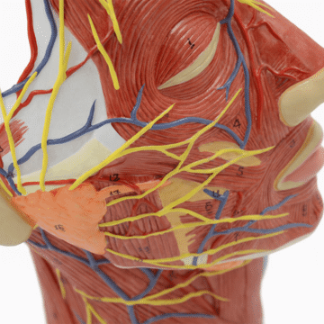 Head and Neck Neurovascular and Muscular Model