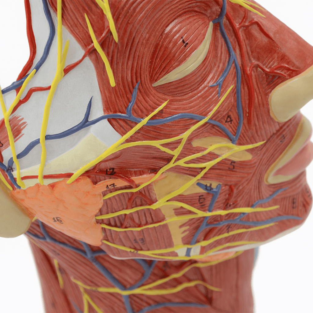 DS-50631 - Head and Neck Neurovascular and Muscular Model Head and Neck Neurovascular and Muscular Model