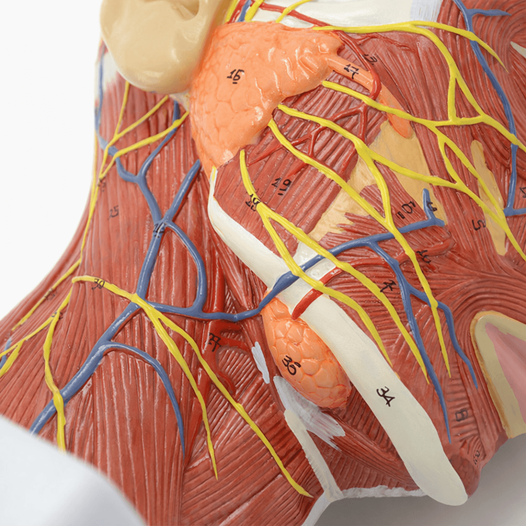 DS-50631 - Head and Neck Neurovascular and Muscular Model Head and Neck Neurovascular and Muscular Model