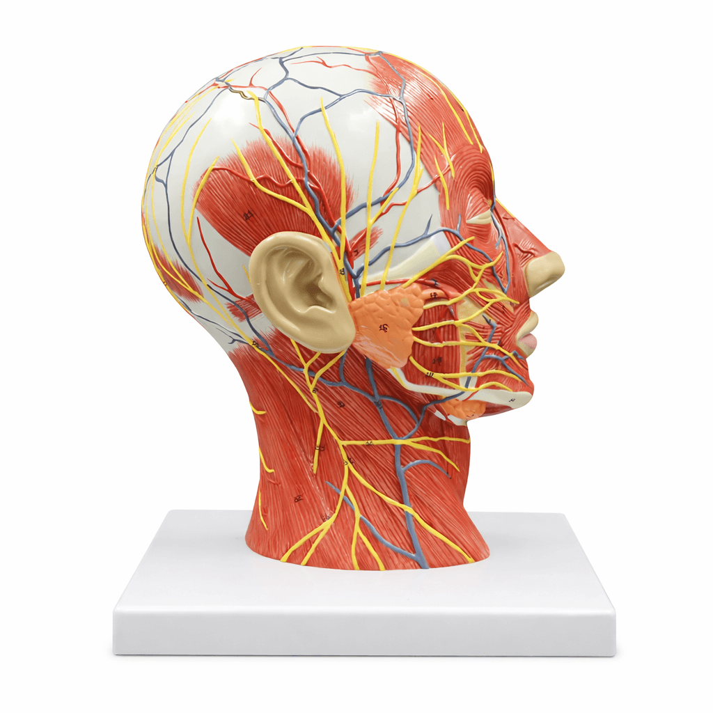 DS-50631 - Head and Neck Neurovascular and Muscular Model Head and Neck Neurovascular and Muscular Model