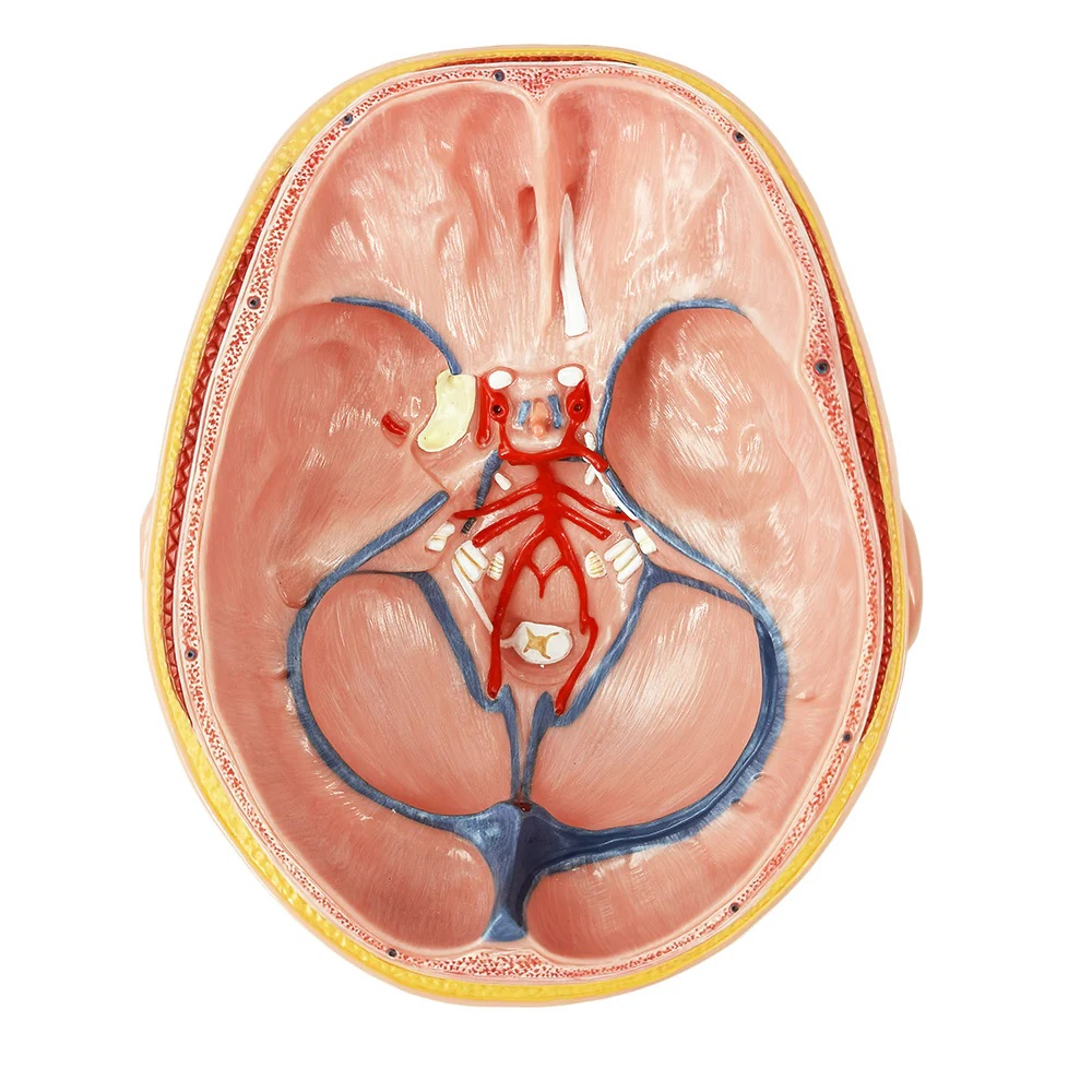 DS-50632 - Brain Model with Dura Mater and Cranial Base, 10 Parts Brain Model with Dura Mater and Cranial Base, 10 Parts