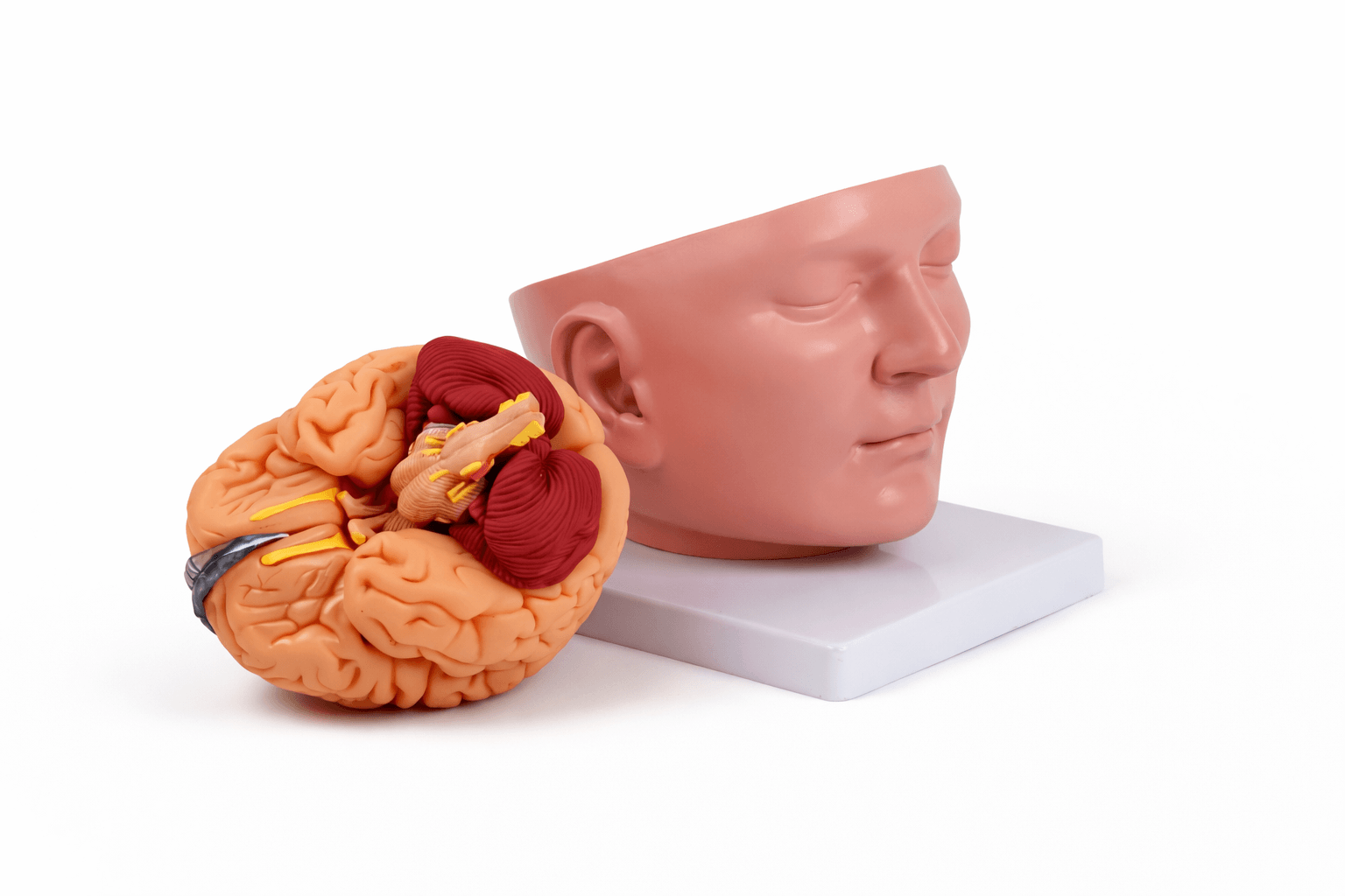 DS-50632 - Brain Model with Dura Mater and Cranial Base, 10 Parts Brain Model with Dura Mater and Cranial Base, 10 Parts
