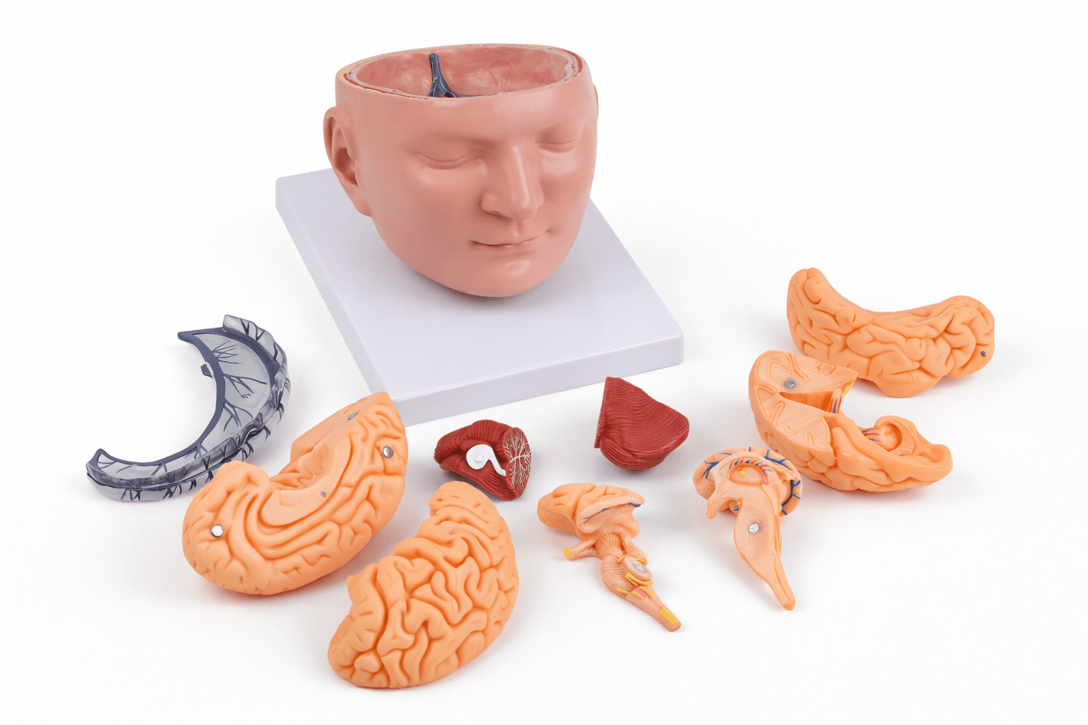 DS-50632 - Brain Model with Dura Mater and Cranial Base, 10 Parts Brain Model with Dura Mater and Cranial Base, 10 Parts