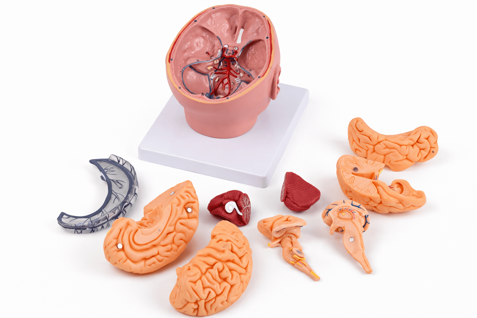 DS-50632 - Brain Model with Dura Mater and Cranial Base, 10 Parts Brain Model with Dura Mater and Cranial Base, 10 Parts