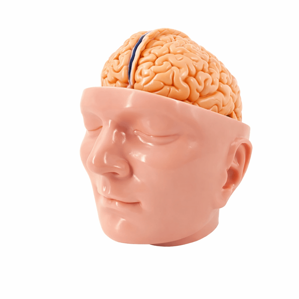 DS-50632 - Brain Model with Dura Mater and Cranial Base, 10 Parts Brain Model with Dura Mater and Cranial Base, 10 Parts