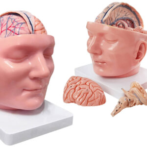 Regional Anatomical Head with Dura Mater
