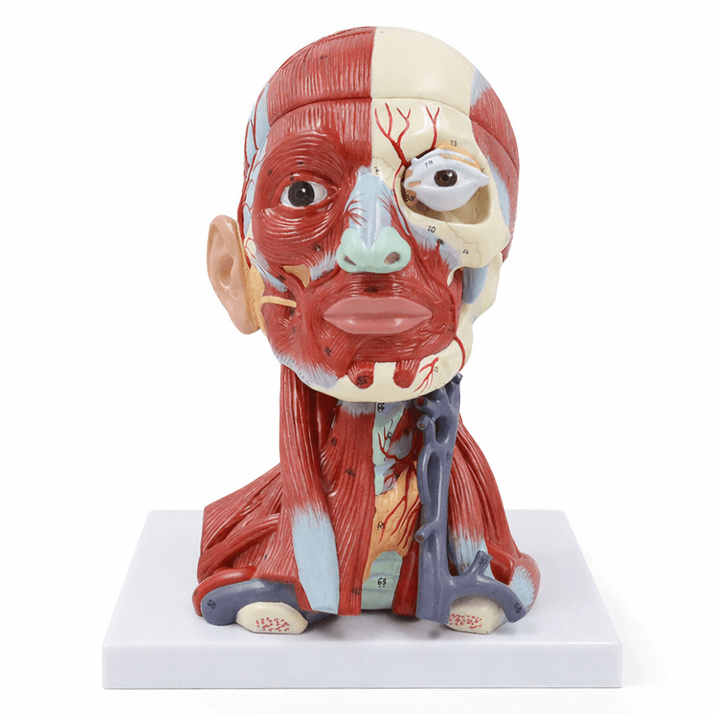 DS-50634 - Head Muscle and Blood Vessel Model with Brain, 10 Parts Head Muscle and Blood Vessel Model with Brain, 10 Parts