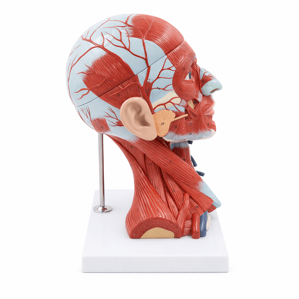 DS-50634 - Head Muscle and Blood Vessel Model with Brain, 10 Parts Head Muscle and Blood Vessel Model with Brain, 10 Parts