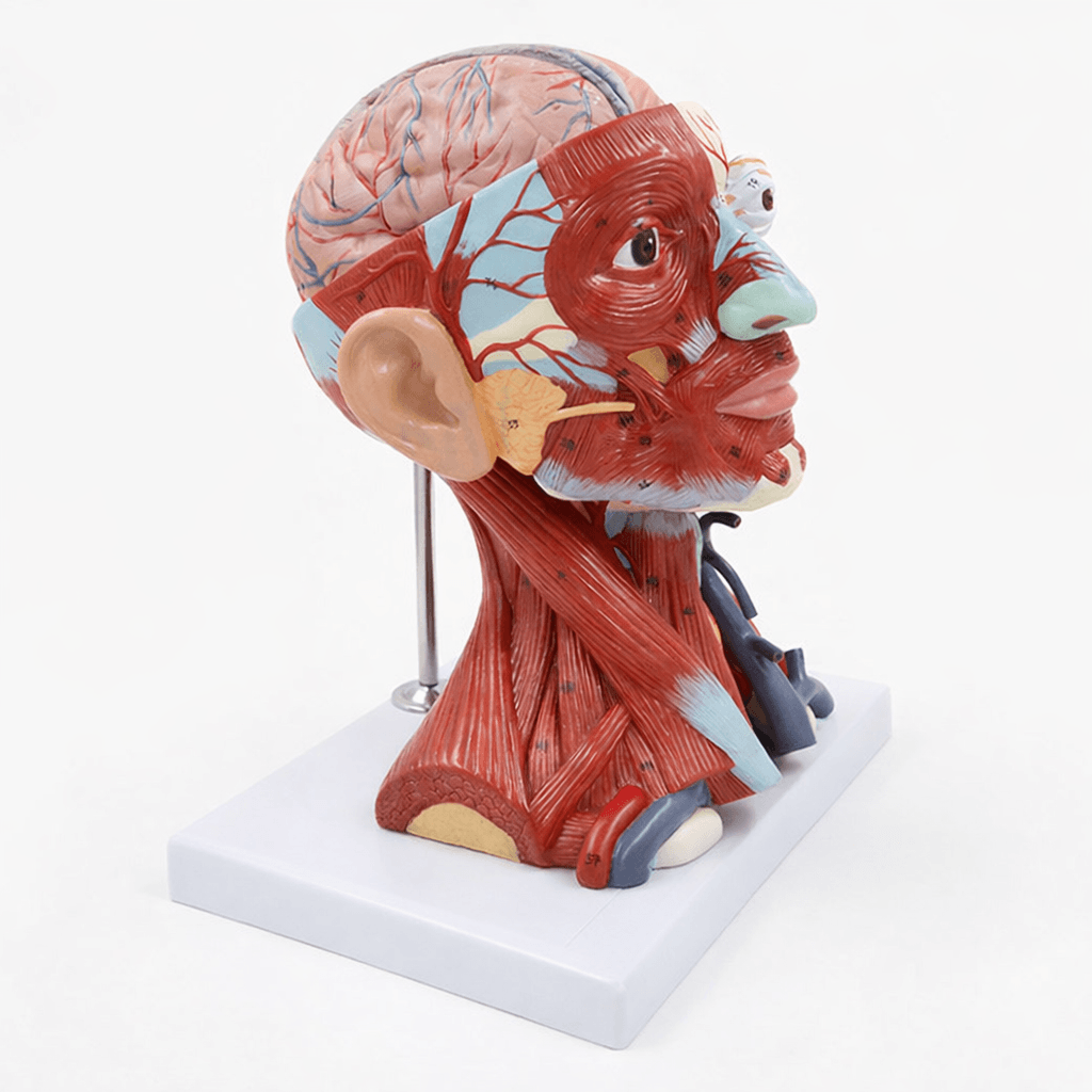 DS-50634 - Head Muscle and Blood Vessel Model with Brain, 10 Parts Head Muscle and Blood Vessel Model with Brain, 10 Parts