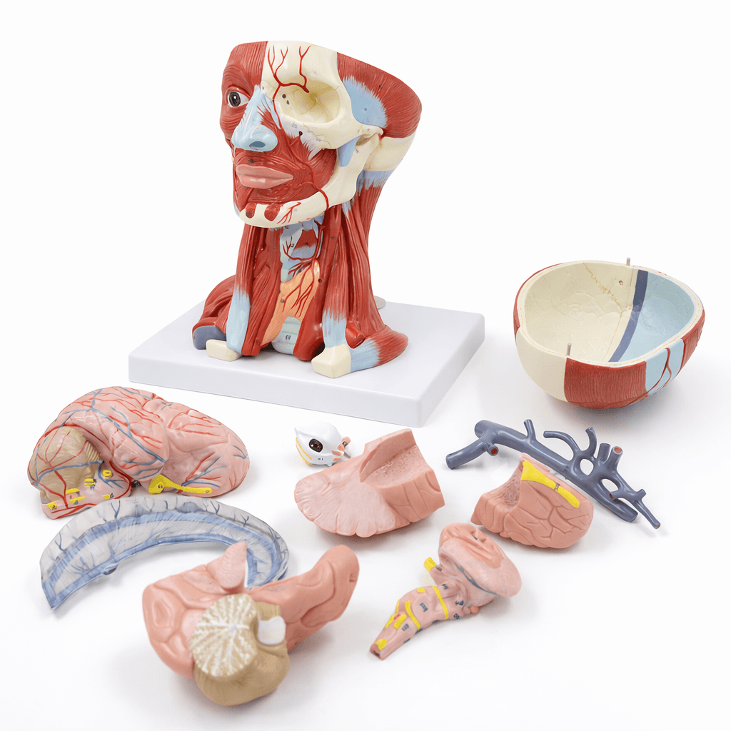 DS-50634 - Head Muscle and Blood Vessel Model with Brain, 10 Parts Head Muscle and Blood Vessel Model with Brain, 10 Parts