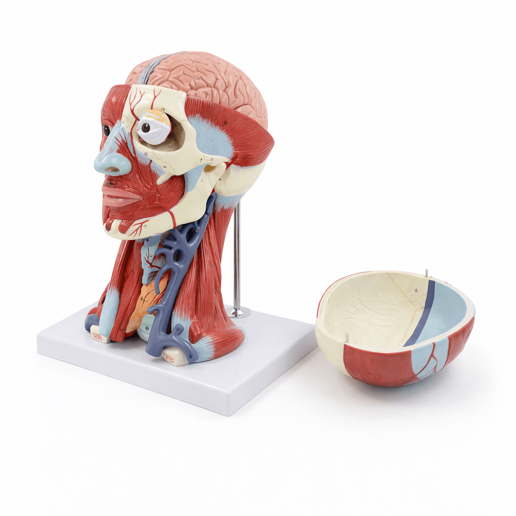 DS-50634 - Head Muscle and Blood Vessel Model with Brain, 10 Parts Head Muscle and Blood Vessel Model with Brain, 10 Parts