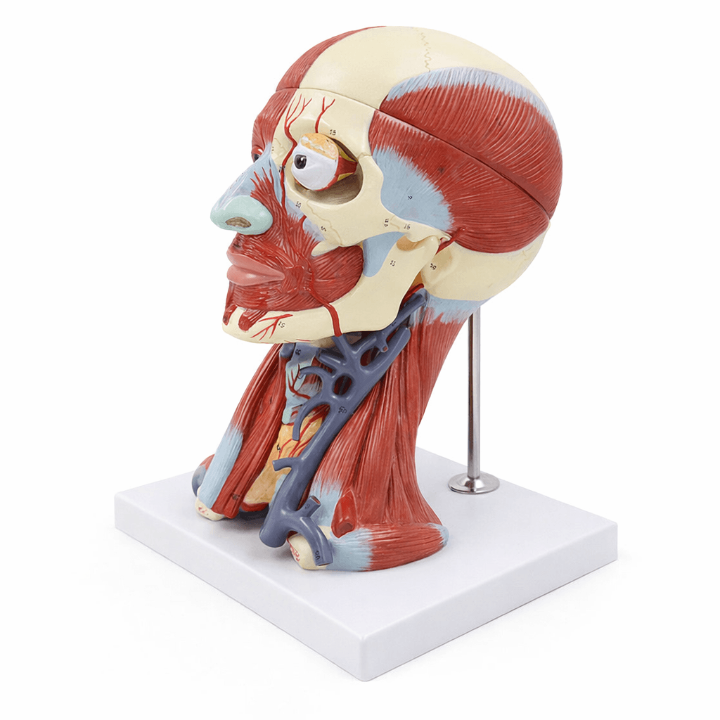 DS-50634 - Head Muscle and Blood Vessel Model with Brain, 10 Parts Head Muscle and Blood Vessel Model with Brain, 10 Parts