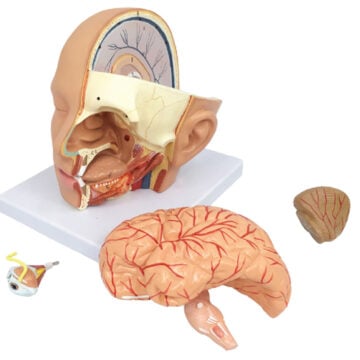 Head Anatomical Model, Life Size, 4 Parts