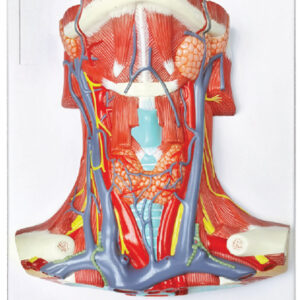 Neck and Throat Model with Muscles, Veins and Arteries
