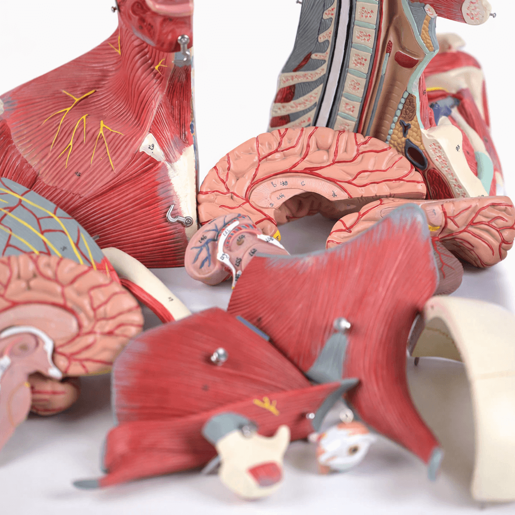 DS-50637 - Head and Neck Neurovascular Model Head and Neck Neurovascular Model