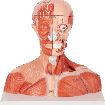 Head and Neck Neurovascular Model