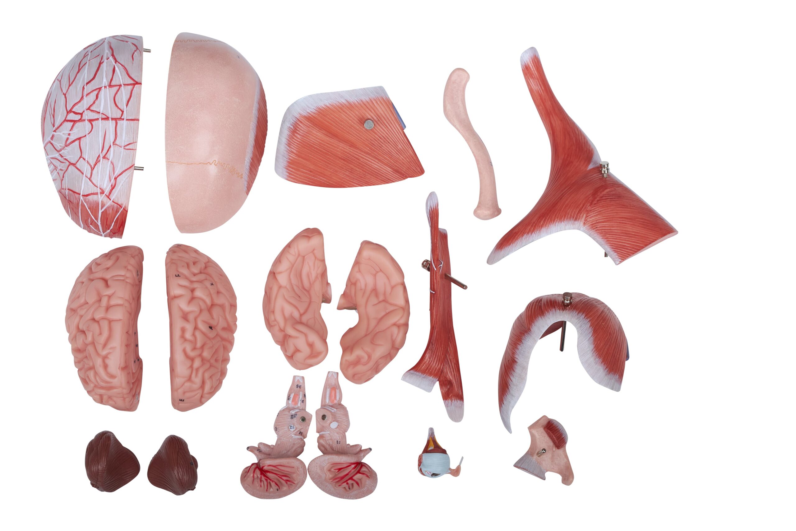DS-50637 - Head and Neck Neurovascular Model Head and Neck Neurovascular Model