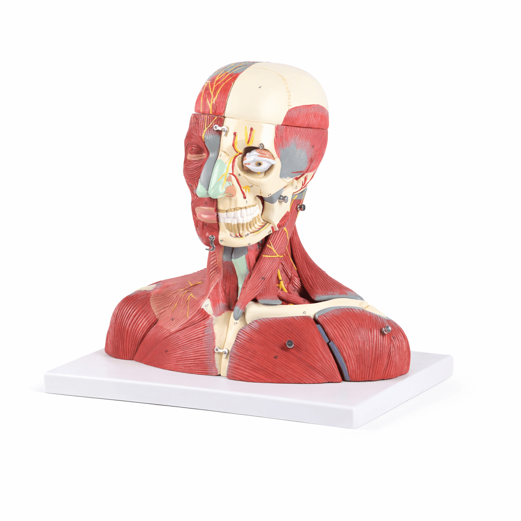 DS-50637 - Head and Neck Neurovascular Model Head and Neck Neurovascular Model