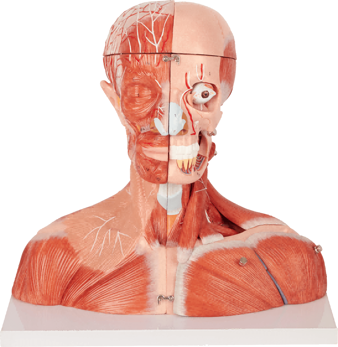 DS-50637 - Head and Neck Neurovascular Model Head and Neck Neurovascular Model