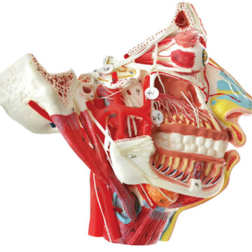 Head and Face Neurovascular Model