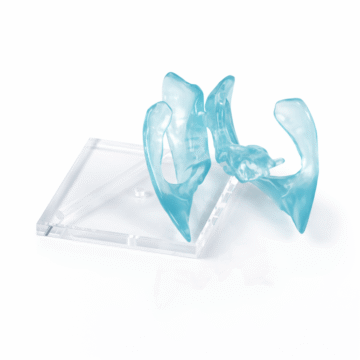 Transparent Ventricular System Model with Acrylic Base
