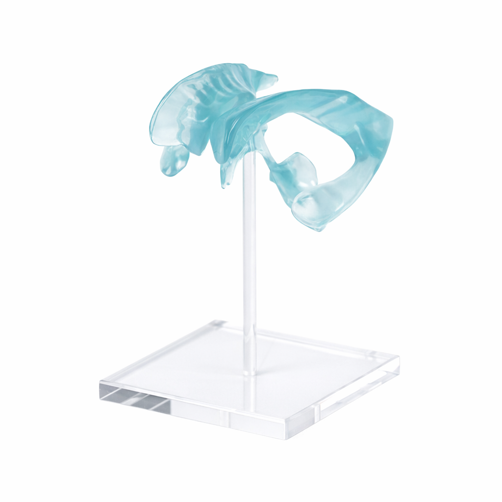 DS-50639 - Transparent Ventricular System Model with Acrylic Base Transparent Ventricular System Model with Acrylic Base