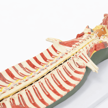 Spinal Cord in Vertebral Canal Model