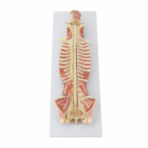 Spinal Cord in Vertebral Canal Model