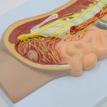Sympathetic Nervous System Relief Model