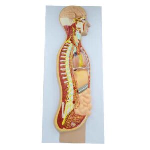 Sympathetic Nervous System Relief Model