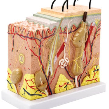 Skin Model,50x Enlarged