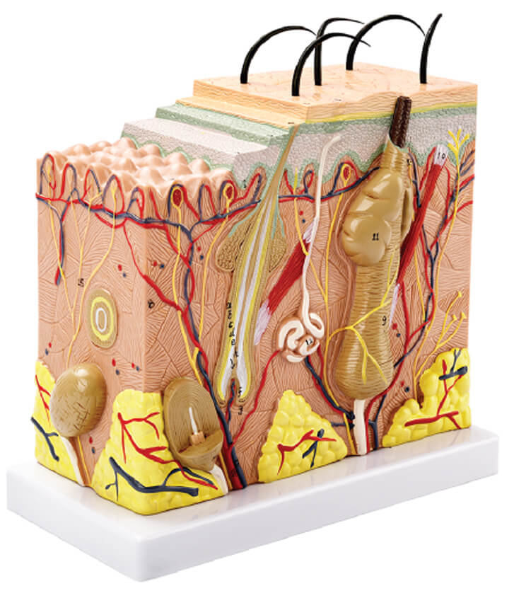 DS-50655 - Skin Model,50x Enlarged Skin Model,50x Enlarged