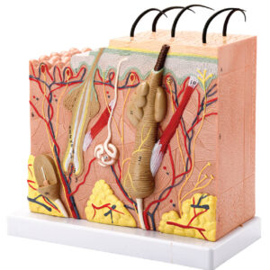 Skin Model, 70x Enlarged