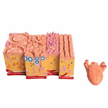 Tongue Model, 2 Parts