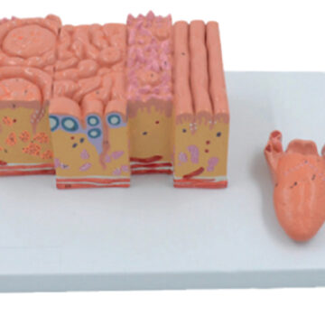 Tongue Model, 2 Parts